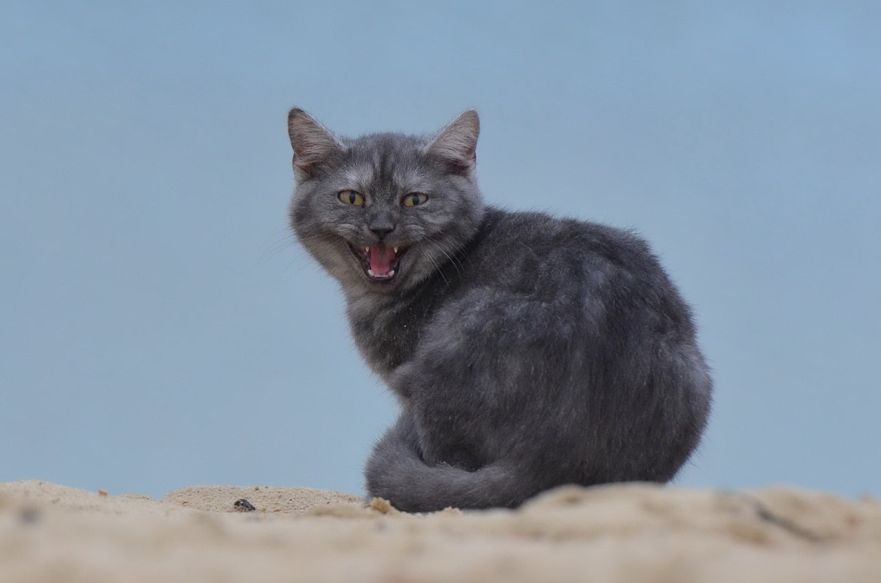 猫系代孕选性别生的女孩性格特征（猫系代孕选性别生的女孩性格特征介绍）